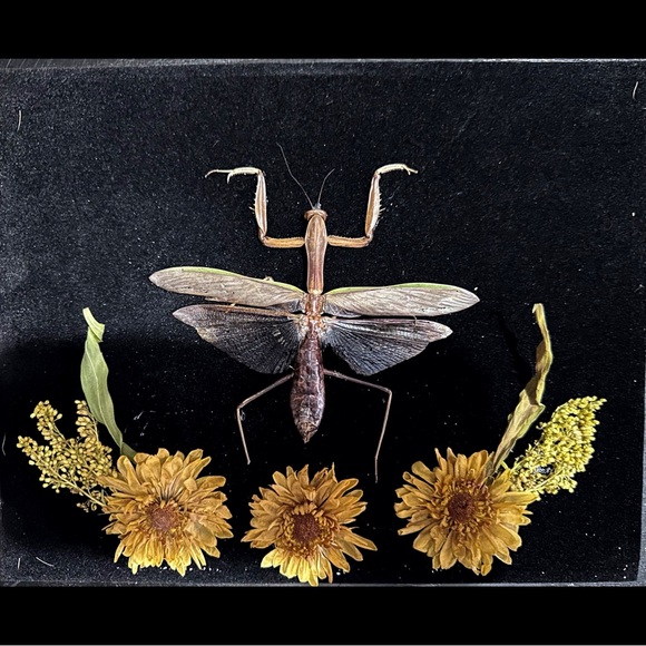Framed Mantis with Yellow Flowers